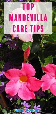 pink flowers with the words top mandevilla care tips