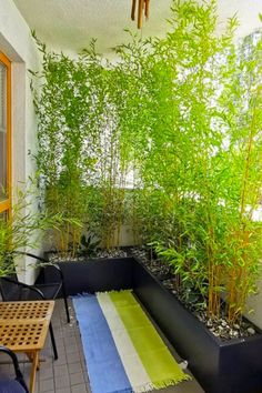 privacy plants Apartment Balcony Garden, Balcony Privacy, Privacy Plants, نباتات منزلية, Small Balcony Design, Balcony Plants