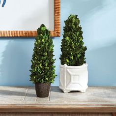 two potted plants sitting on top of a table next to a framed picture in a blue room