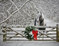 a horse standing in the snow behind a fence with a red bow on it's nose