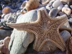 a starfish is laying on some rocks