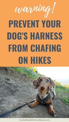 a dachshund dog sitting on the ground with text warning prevent your dogs harnesses from chafing on hikes