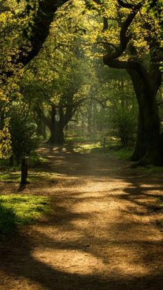 a dirt road surrounded by trees and grass