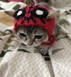 a cat wearing a red knitted hat on top of a bed covered in blankets