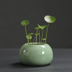 three green plants in a round vase on a gray surface with one plant sprouting from the top