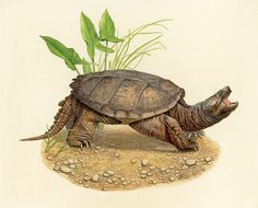 a drawing of a tortoise on the ground with grass and rocks around it