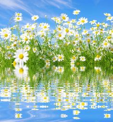 daisies are reflected in the water on a sunny day with blue sky and clouds