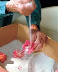 an older person is sprinkling flowers with sand in a box on the ground