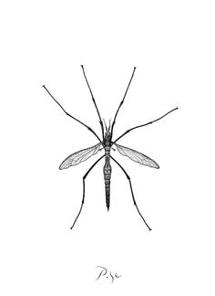 Original Art Ink Drawing, measuring: 25W x 32.5H x 0.1D cm, by: Igor Pose (Belgium). Styles: Photorealism, Fine Art, Figurative, Realism, Documentary. Subject: Animal. Keywords: Mosquito, Insect, Blood, Bloodsucker, Black And White. This Ink Drawing is one of a kind and once sold will no longer be available to purchase. Buy art at Saatchi Art. Bugs Drawing, Bug Tattoo, Arte Grunge, Calf Tattoo, Bohemian Art, Realism Tattoo