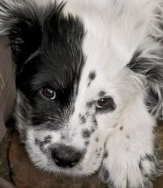 a black and white dog laying on top of a person's leg