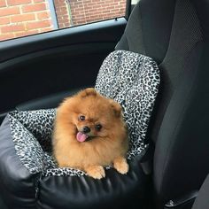 a small dog sitting in the back seat of a car with its tongue hanging out