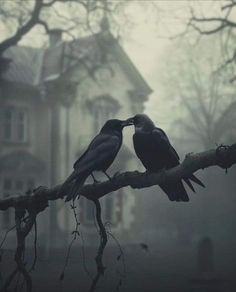 Dark Dreamy Aesthetic, Raven Pictures, Crow Pictures, The Dark Feminine, Scary Houses, Eclipse Solar, Quoth The Raven, Crows And Ravens, Crow Art