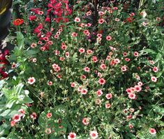 some red and white flowers in a garden