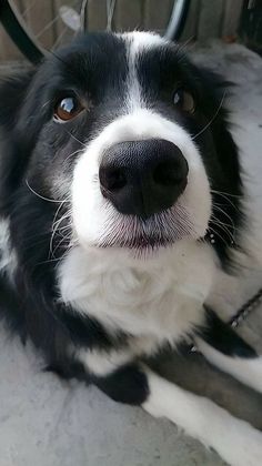 a black and white dog laying on the ground