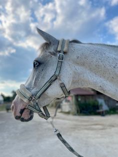 a white horse wearing a bridle on top of it's head with clouds in the background