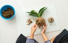 a person holding a plant in their hands next to a potted plant on a table