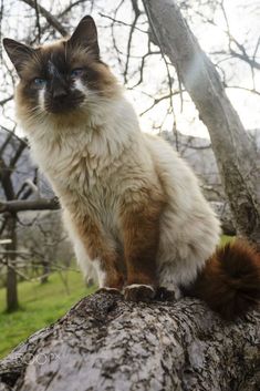 a cat sitting on top of a tree branch