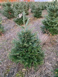 3 Foot Fresh Cut Fraiser Fir Christmas Tree We will begin shipping order November 15. This tree comes from Pennsylvania tree farms! Tree drinks fresh water to keep needles green and lush. If using with a tree stand, keep the tree stand water reservoir full to maintain quality and appearance. Please track your order as the tree should be watered immediately upon arrival to avoid premature browning.  NOT Included: -Tree Stand -Lights Fir Christmas Tree, Real Christmas, Real Christmas Tree, Water Reservoir, Stand Light, Tree Farms, Tree Stand, Fresh Cut, Browning