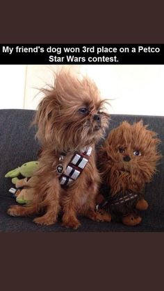 two small dogs sitting on top of a couch next to each other in star wars costumes