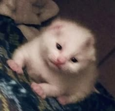 a small white kitten sitting on top of a bed