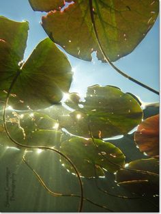 the sun shines through some leaves in the water