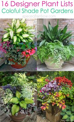 different types of plants in pots with text overlay that says, 15 designer plant lists colou shade pot gardens