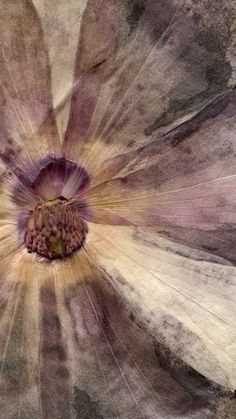 an overhead view of the center of a flower with its petals showing yellow and purple colors