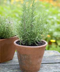 two potted plants sitting on top of a wooden table