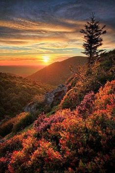 the sun is setting on top of a mountain with wildflowers in foreground