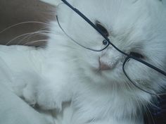 a white cat wearing glasses laying on top of a bed