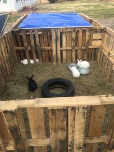 some animals are in a wooden cage with blue tarp on the top and one is black