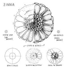 a drawing of a flower with its petals and petals labeled in the diagram below it