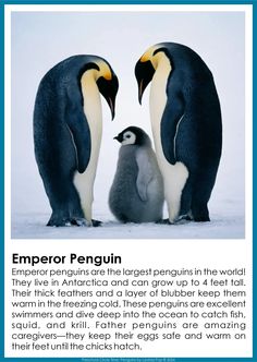 three penguins standing next to each other with the caption emperor penguin