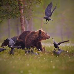 a brown bear surrounded by birds in the woods