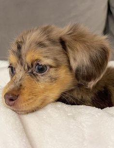 a small brown and black dog laying on top of a white blanket