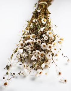 some white flowers are laying on top of each other