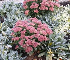 some pink flowers are growing in the dirt