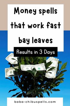 money spills that work fast bay leaves results in 3 days by baba - chibusplis com