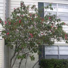 a tree with red flowers in front of a white house