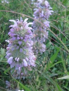 some purple flowers are growing in the grass