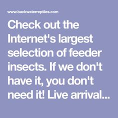 the words check out the internet's largest selection of feeder insects if we don't have it, you don't