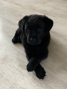 a small black dog laying on top of a hard wood floor