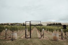 an empty vineyard with rows of trees in the background