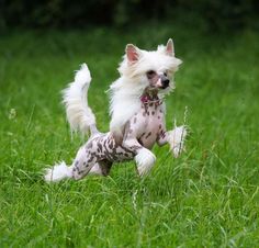 a small white dog running across a lush green field