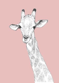 a drawing of a giraffe on a pink background