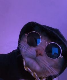 a cat wearing sunglasses and a hoodie