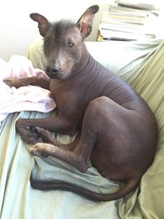 a hairless dog laying on top of a couch