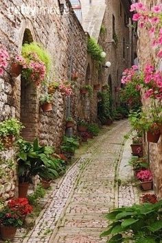 an image of a narrow street with flowers on the wall and plants growing in pots