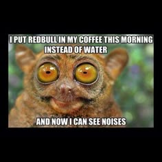 an animal with yellow eyes and caption that reads, i put redbull in my coffee this morning instead of water and now i can see noses