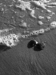 two seashells are laying on the sand near the ocean's edge in black and white